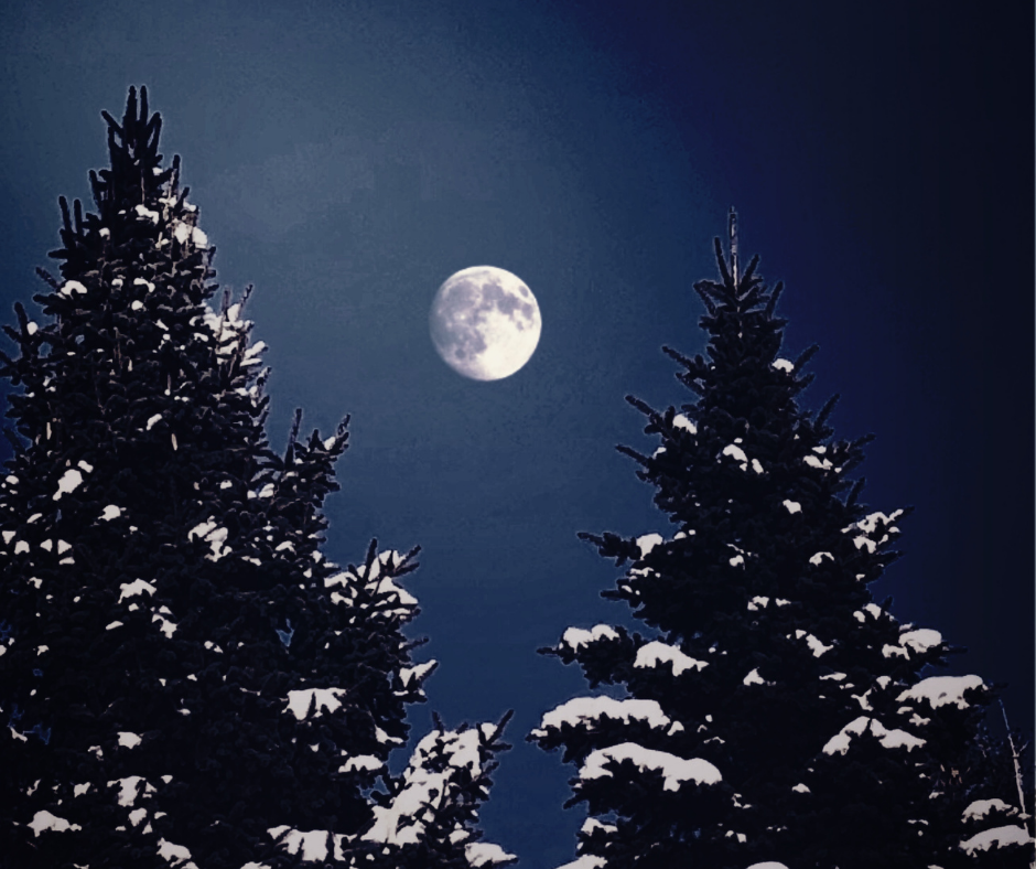 Full moon in. winter solstice sky nestled between two evergreen trees