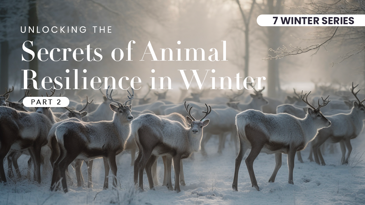 Part 2: "Rediscovering Winter: Unlocking the Secrets of Animal Resilience in Winter"